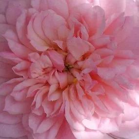 Maidens Blush Shrub Rose (Rosa Maidens Blush) 1